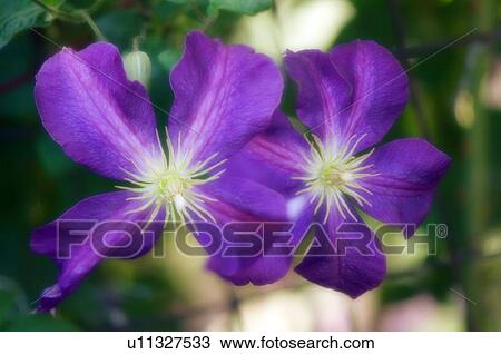Stock Image - Clematis flowers (Clematis sp. ). Fotosearch