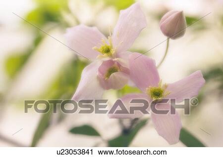 Stock Image - Clematis flowers (Clematis sp. ). Fotosearch
