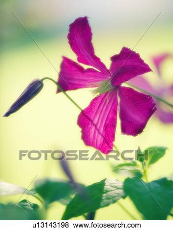 Stock Photo - Clematis flowers (Clematis sp. ). Fotosearch