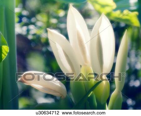 Colocasia 'Thailand Giant Strain' View Large Photo Image Stock Image - Colocasia 'Thailand Giant Strain'. Fotosearch
