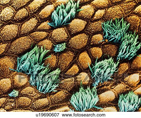 Stock Photo - Coloured SEM of human tracheal epithelium. Fotosearch