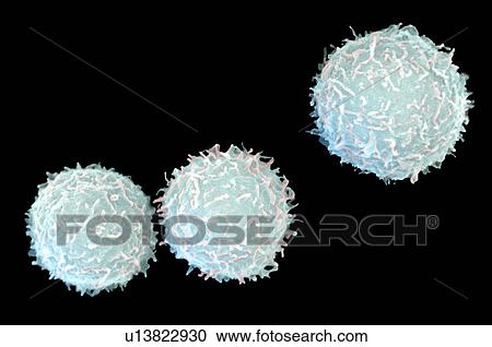 Stock Image - Coloured SEM of myeloid white blood cells. Fotosearch