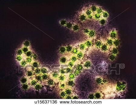 Stock Photograph - Coloured TEM of a group of Coxsackie viruses. Fotosearch