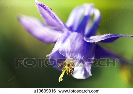 Stock Photograph - Columbine (Aquilegia sp. ). Fotosearch