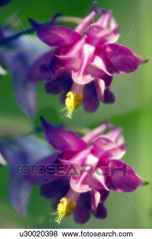 Columbine flowers (Aquilegia sp. ) View Large Photo Image Stock Photo - Columbine flowers (Aquilegia sp. ). Fotosearch