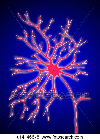 Stock Photo - Computer artwork of a multipolar nerve cell. Fotosearch