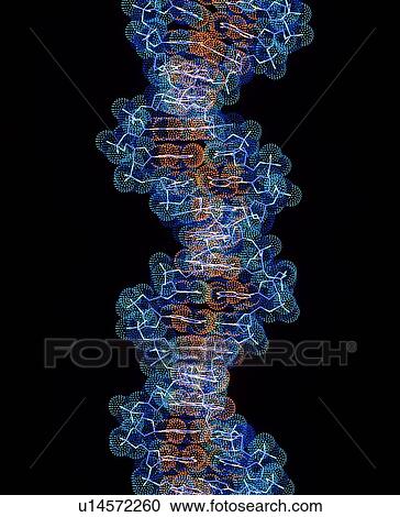 Stock Image - Computer artwork of a segment of beta DNA. Fotosearch