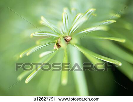 Conifer leaves View Large Photo Image Stock Image - Conifer leaves. Fotosearch