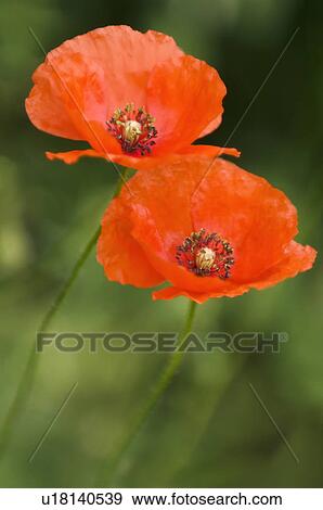 Stock Photo - Corn poppies (Papaver rhoeas). Fotosearch