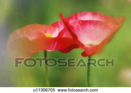 Corn poppies (Papaver rhoeas) View Large Photo Image Stock Photography - Corn poppies (Papaver rhoeas). Fotosearch