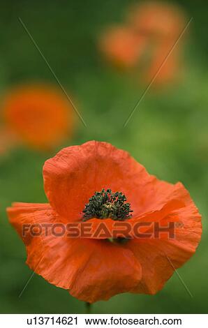 Corn poppy (Papaver rhoeas) View Large Photo Image Stock Image - Corn poppy (Papaver rhoeas). Fotosearch