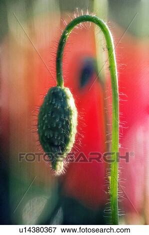 Stock Photo - Corn poppy (Papaver rhoeas). Fotosearch