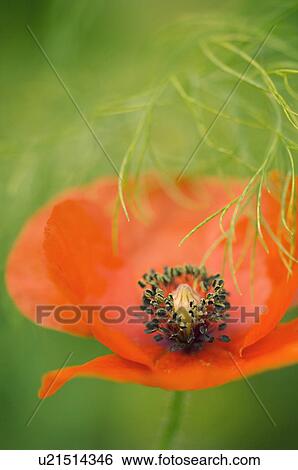 Stock Photograph - Corn poppy (Papaver rhoeas). Fotosearch