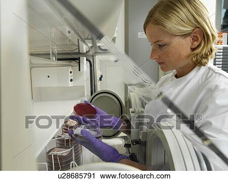 Stock Image - Culturing anaerobic bacteria. Fotosearch