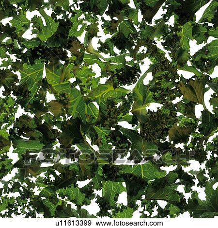 Curly kale View Large Photo Image Stock Photo - Curly kale. Fotosearch
