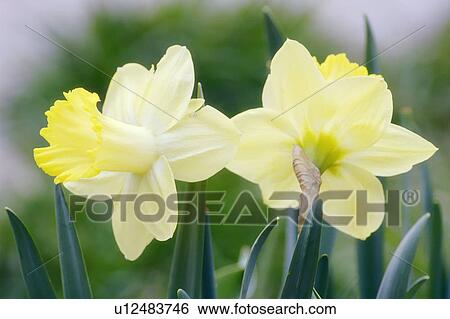 Stock Photograph - Daffodil flowers (Narcissus sp. ). Fotosearch