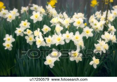 Stock Photo - Daffodils (Narcissus sp. ). Fotosearch