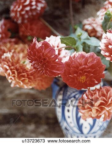 Dahlia flowers View Large Photo Image Stock Image - Dahlia flowers. Fotosearch