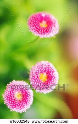 Stock Photo - Daisies (Bellis perennis). Fotosearch