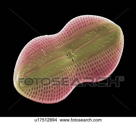 Diatom alga, SEM View Large Photo Image Picture - Diatom alga, SEM. Fotosearch