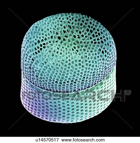 Stock Photo - Diatom alga, SEM. Fotosearch