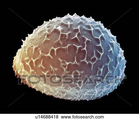 Diatom alga, SEM View Large Photo Image Stock Photo - Diatom alga, SEM. Fotosearch