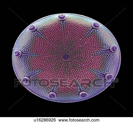 Diatom alga, SEM View Large Photo Image Stock Photograph - Diatom alga, SEM. Fotosearch