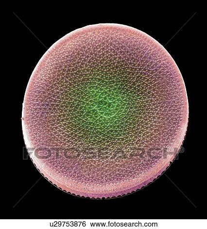 Diatom alga, SEM View Large Photo Image Stock Photograph - Diatom alga, SEM. Fotosearch