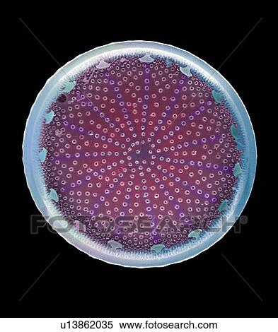 Diatom alga, SEM View Large Photo Image Stock Photography - Diatom alga, SEM. Fotosearch