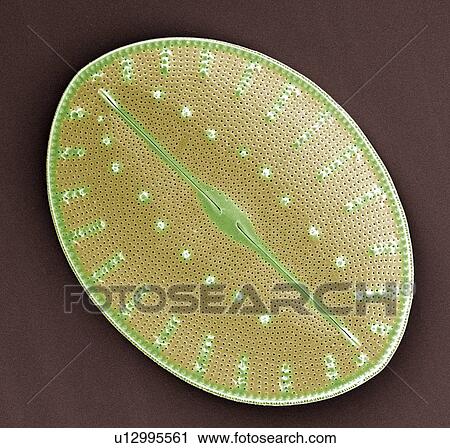 Stock Image - Diatom, SEM. Fotosearch