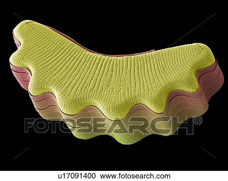 Stock Image - Diatom, SEM. Fotosearch