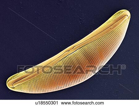 Diatom, SEM View Large Photo Image Stock Image - Diatom, SEM. Fotosearch