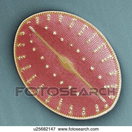 Diatom, SEM View Large Photo Image Stock Photo - Diatom, SEM. Fotosearch