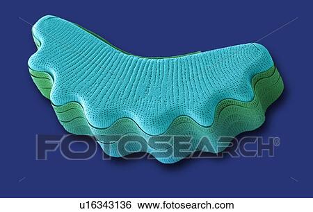 Diatom, SEM View Large Photo Image Stock Photograph - Diatom, SEM. Fotosearch