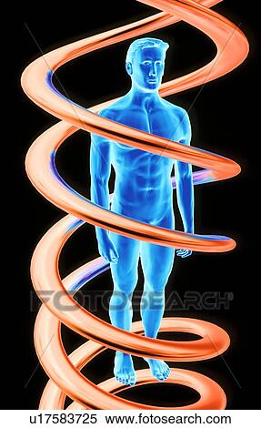DNA and human View Large Photo Image Stock Photography - DNA and human. Fotosearch