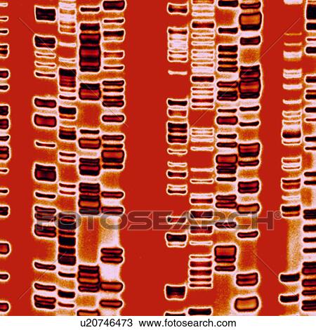 DNA autoradiogram, artwork View Large Photo Image Stock Image - DNA autoradiogram, artwork. Fotosearch