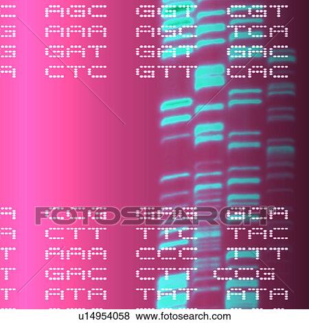 Stock Photo - DNA autoradiogram, artwork. Fotosearch