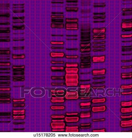 DNA autoradiogram, artwork View Large Photo Image Stock Photography - DNA autoradiogram, artwork. Fotosearch