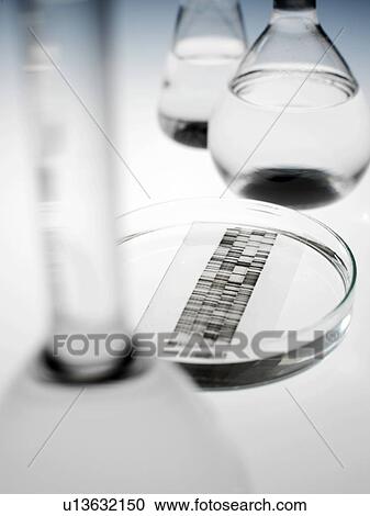 DNA autoradiogram View Large Photo Image Stock Image - DNA autoradiogram. Fotosearch