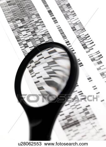 DNA autoradiogram View Large Photo Image Stock Image - DNA autoradiogram. Fotosearch