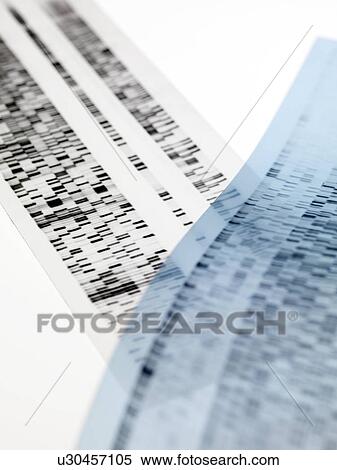 Stock Photography - DNA autoradiograms. Fotosearch