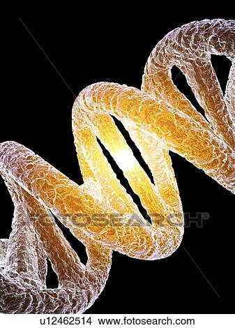 DNA molecule, artwork View Large Photo Image Picture - DNA molecule, artwork. Fotosearch