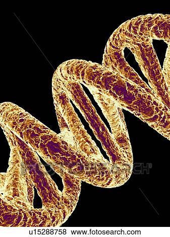 Stock Photo - DNA molecule, artwork. Fotosearch