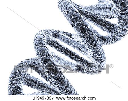 DNA molecule, artwork View Large Photo Image Stock Photo - DNA molecule, artwork. Fotosearch