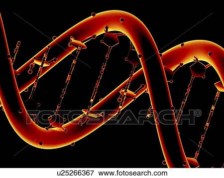 Stock Photo - DNA molecule, artwork. Fotosearch
