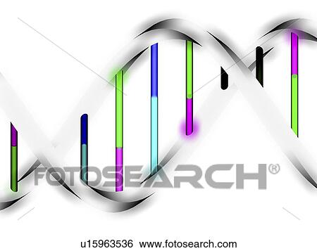 DNA molecule, artwork View Large Photo Image Stock Photograph - DNA molecule, artwork. Fotosearch
