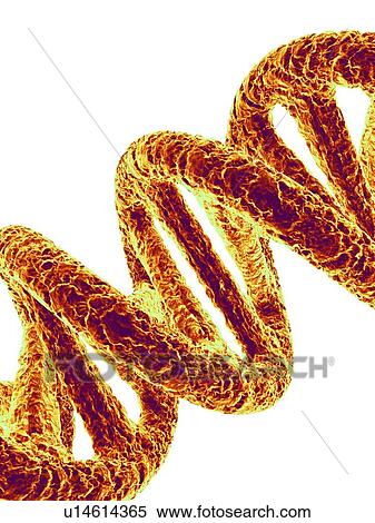 Stock Photography - DNA molecule, artwork. Fotosearch