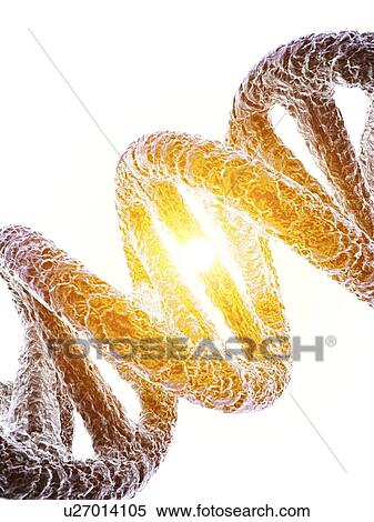 DNA molecule, artwork View Large Photo Image Stock Photography - DNA molecule, artwork. Fotosearch