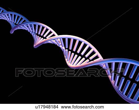 Picture - DNA molecule, computer artwork. Fotosearch