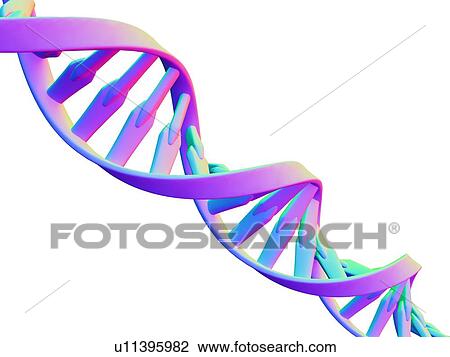 DNA molecule, computer artwork View Large Photo Image Stock Image - DNA molecule, computer artwork. Fotosearch